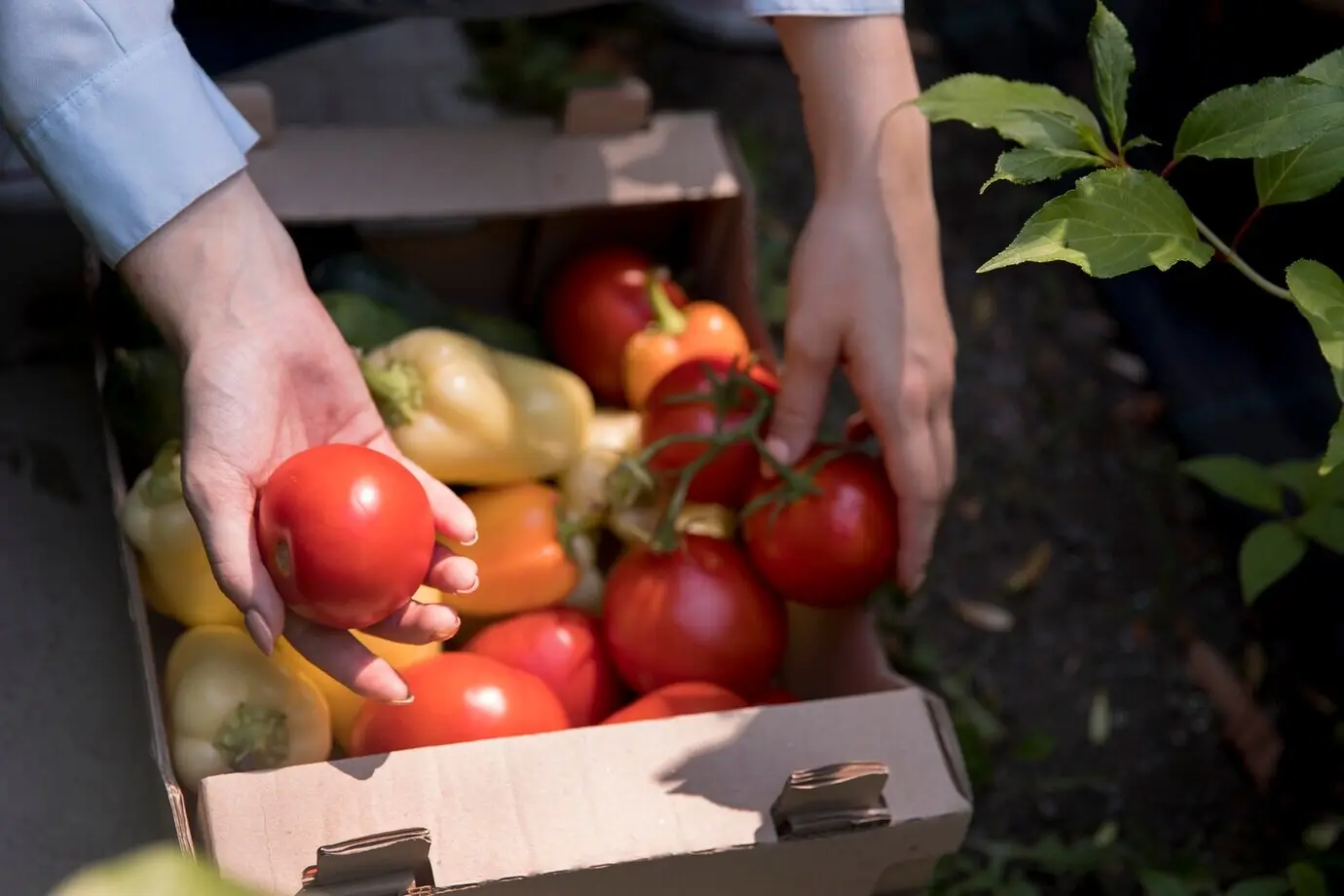 Eine Frau bei der Arbeit in ihrem nachhaltigen Gewächshaus.